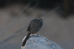 Towhee, Canyon, 2015-06039576 Albuquerque, NM